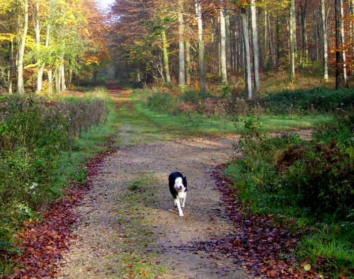 Barney in the autumn woods
