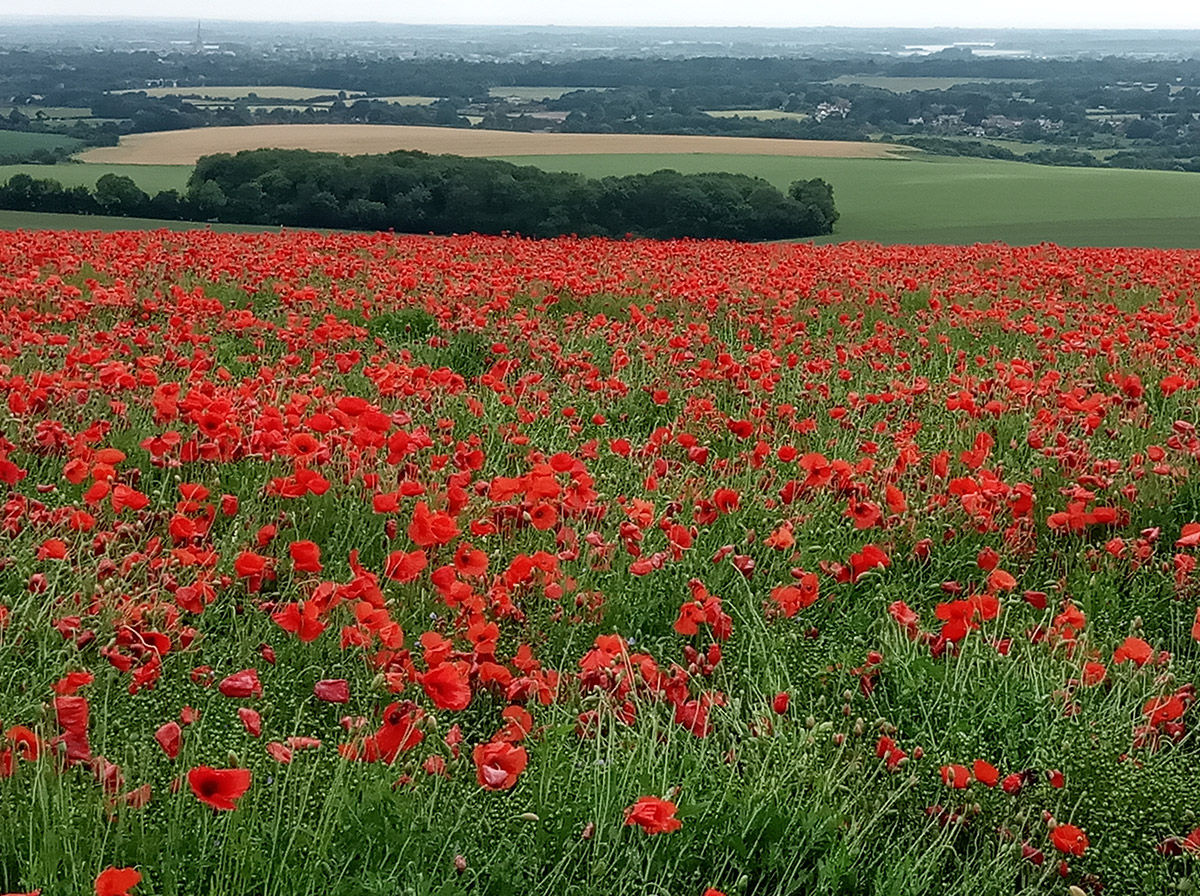 Poppy field on the top of Goodwood Trundle